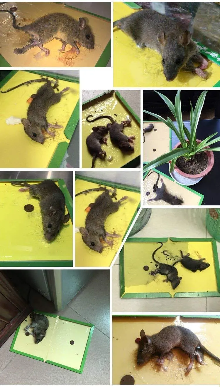 Mouse Rat Sticky Glue Traps